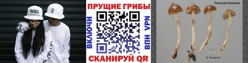 Купить где  Татарск  Псилоцибиновые грибы мицелий 